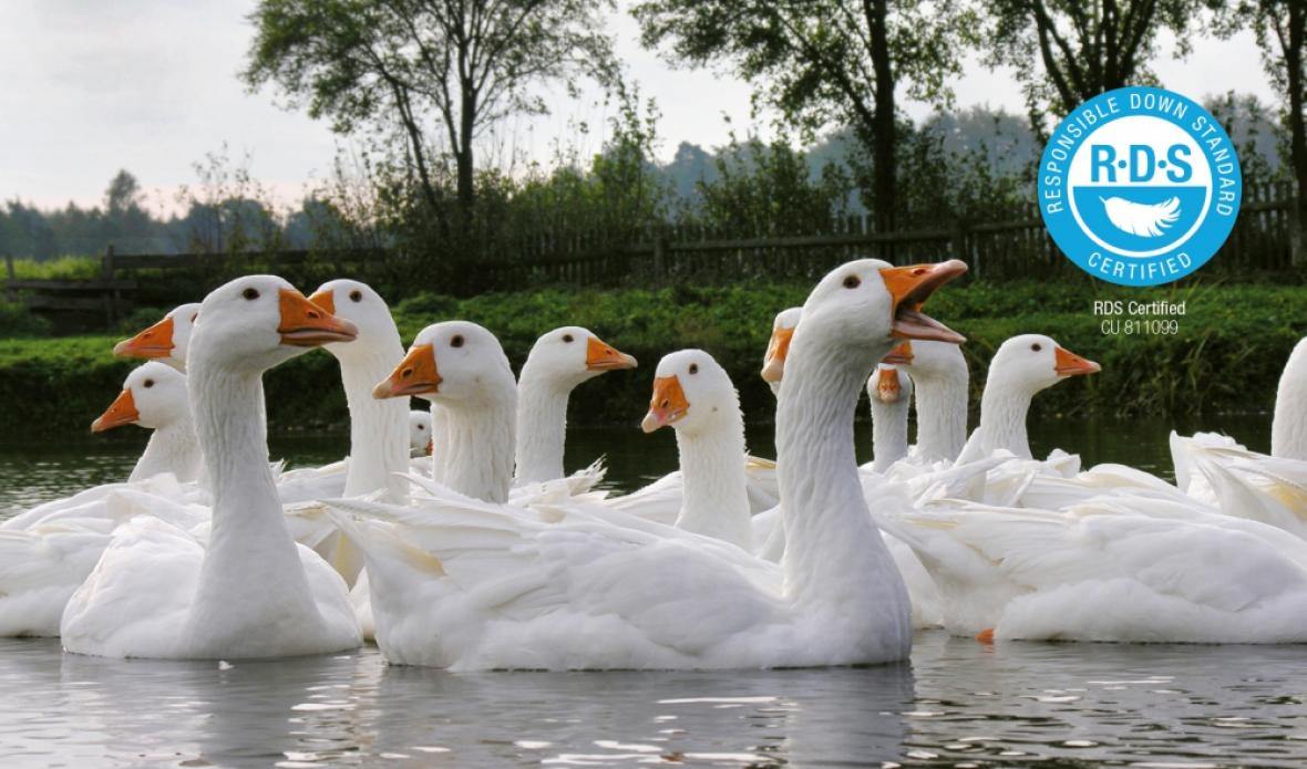 PLUMAS: certificados en el Responsible Down Standard - PLUMAS