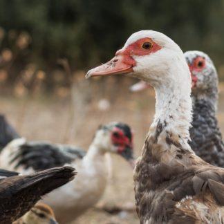 Plumas: libres de maltrato animal - PLUMAS